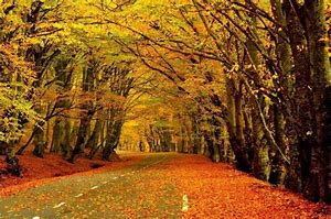 Autumn in GA 2019 2