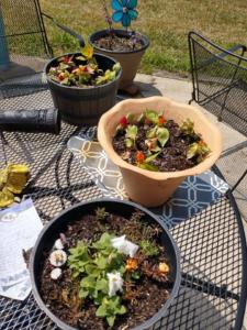 Youth cleanup flowers potted on table